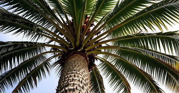 Tailler un palmier : conseils essentiels pour une croissance saine